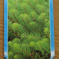 Red Stemmed Parrots Feather
